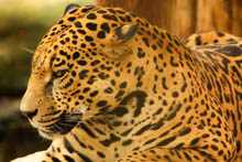 Jaguar 9